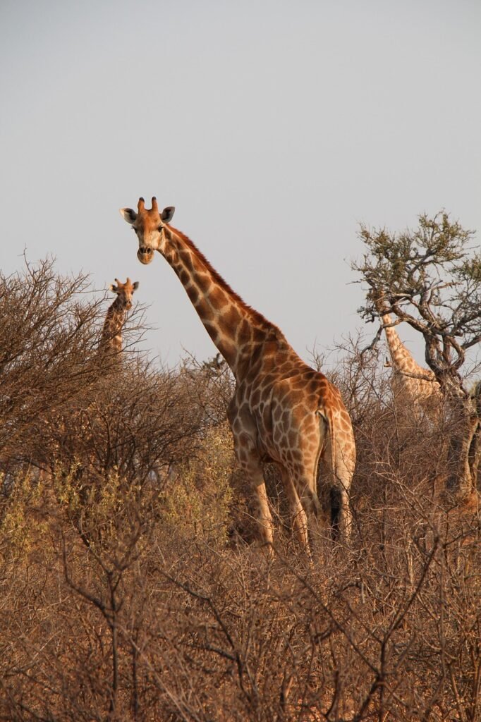 giraffes, herd, safari, namibia, south africa, africa, savannah, nature, forest, wildlife