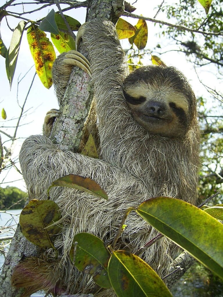 Top 10 des plus belles îles paradisiaques 🌴 pygmy sloth, sloth, bradypus pygmaeus, three toed sloth, bradypodidae, panama, mammal, climb, lazy, exotic, sloth, sloth, sloth, sloth, sloth