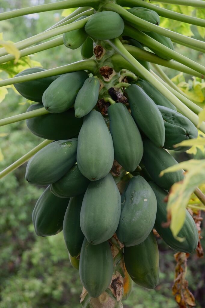 Top 10 des plus belles îles paradisiaques 🌴 papaya, fruits, papaya tree, panama, nature, plant, papaya, papaya, papaya, papaya, papaya, papaya tree, papaya tree, panama