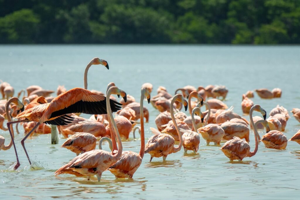 Group of graceful flamingos wading in a serene lake with lush greenery background.