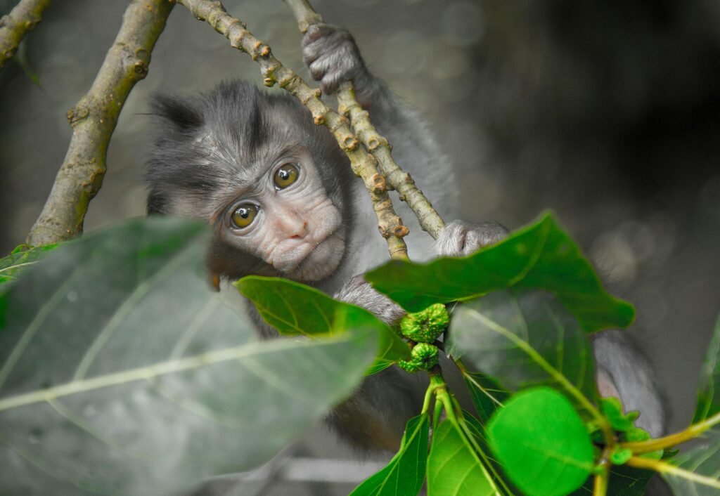 Blog voyage : guides, destinations et conseils | GlobStories A young macaque peers through vibrant green leaves in a tropical forest.